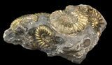 Pyritized Pleuroceras Ammonite Cluster - Germany #42772-2